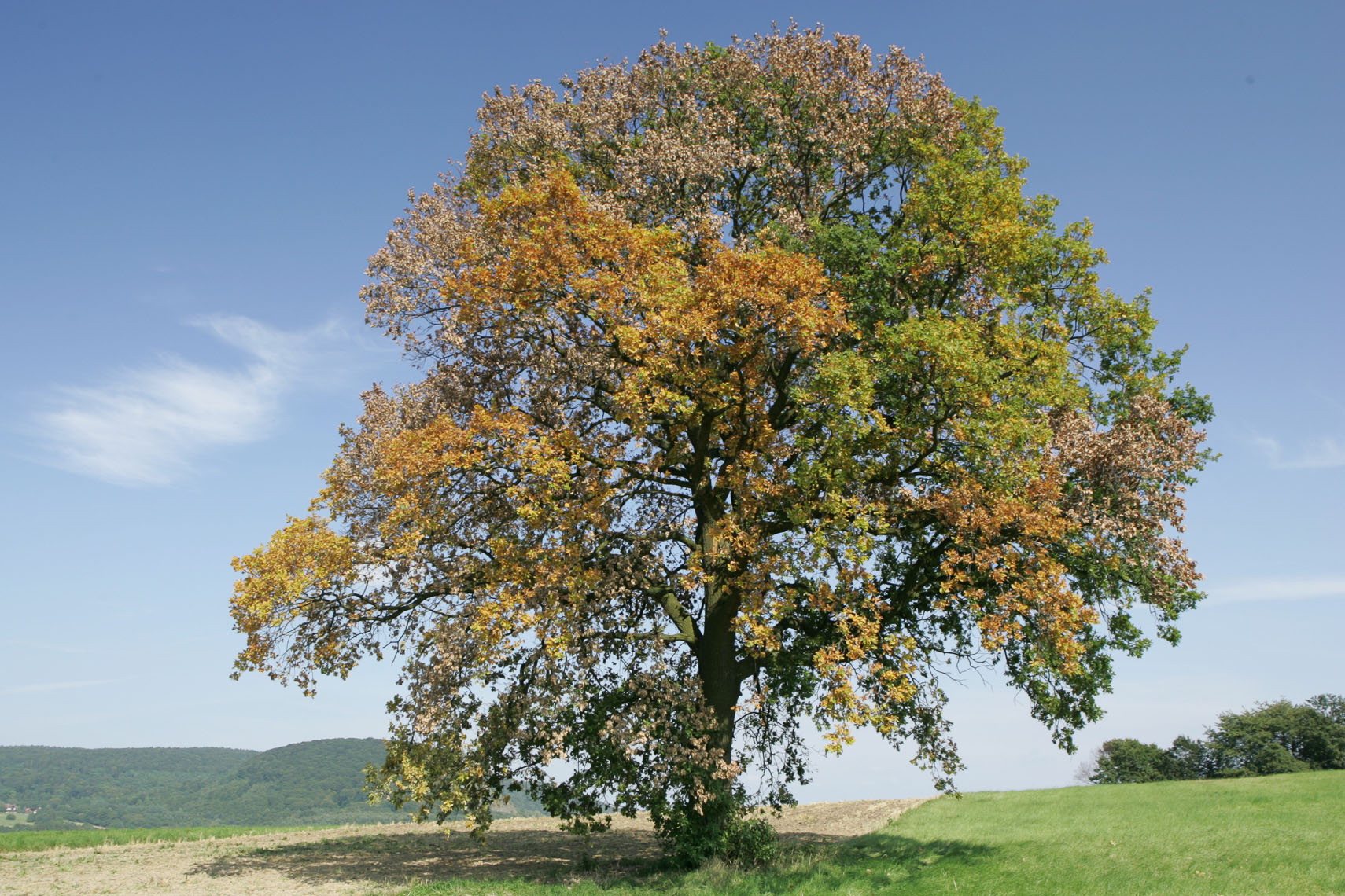 Baum