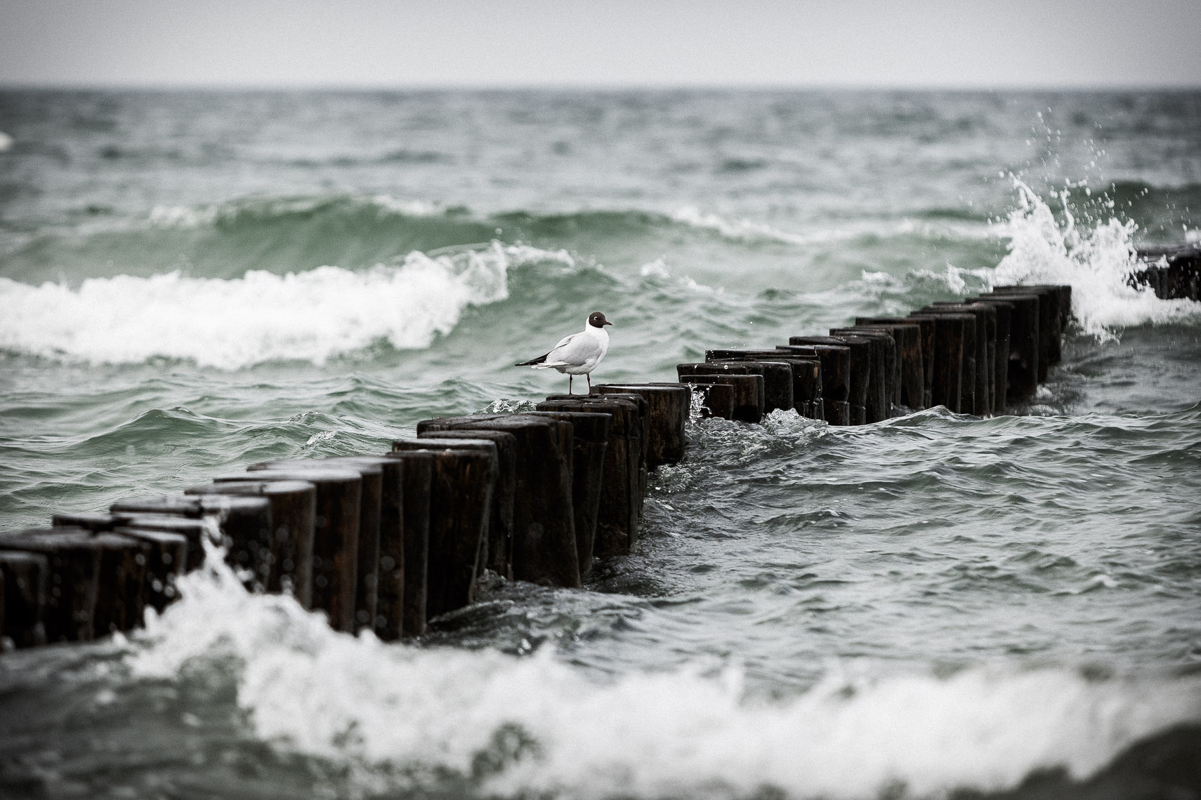 250513 Buhlen in der Ostsee bei Zingst | Fotograf in Kassel